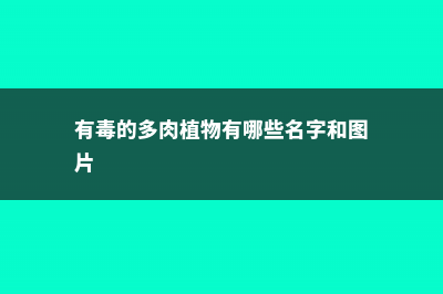 有毒的多肉植物有哪些 (有毒的多肉植物有哪些名字和图片)