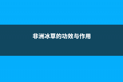 非洲冰草有哪些价值 (非洲冰草的功效与作用)