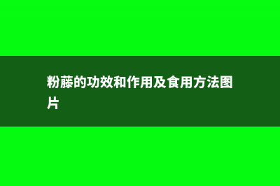 粉藤的功效和作用 (粉藤的功效和作用及食用方法图片)