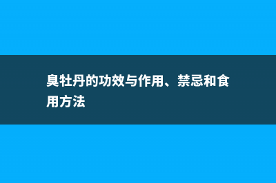 臭牡丹的功效与作用 (臭牡丹的功效与作用、禁忌和食用方法)