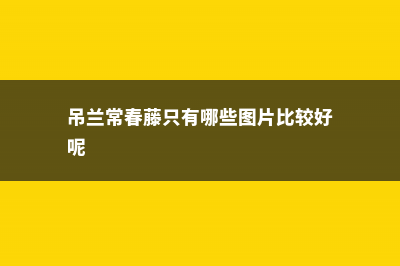 吊兰常春藤...能吸甲醛能治病,100盆都不嫌多 (吊兰常春藤只有哪些图片比较好呢)