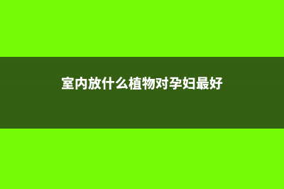 室内放什么植物可以净化空气 (室内放什么植物对孕妇最好)