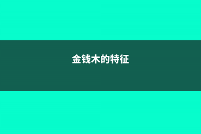 金钱木的价值有哪些 (金钱木的特征)