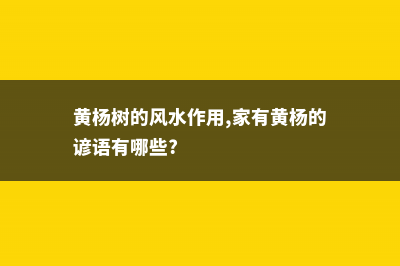 黄杨的风水学应用 (黄杨树的风水作用,家有黄杨的谚语有哪些?)