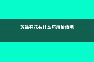 苏铁开花有什么征兆 (苏铁开花有什么药用价值呢)