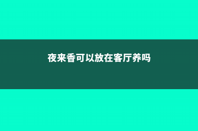 夜来香可以放在卧室吗 (夜来香可以放在客厅养吗)