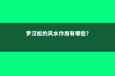 罗汉松的风水作用-(罗汉松的风水作用有哪些?)