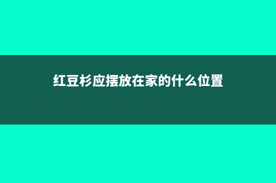 红豆杉适合摆放在哪里 (红豆杉应摆放在家的什么位置)