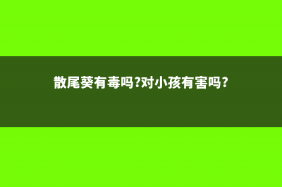 散尾葵有毒吗,可不可以室内养殖 (散尾葵有毒吗?对小孩有害吗?)