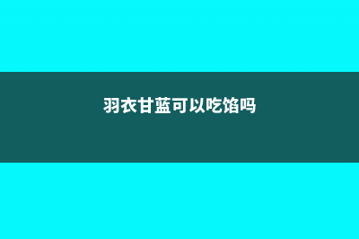 羽衣甘蓝可以吃吗 (羽衣甘蓝可以吃馅吗)