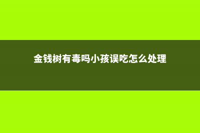 金钱树有毒吗 (金钱树有毒吗小孩误吃怎么处理)