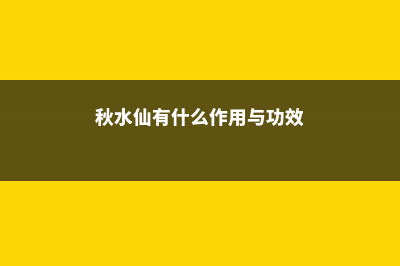 秋水仙有什么作用和价值 (秋水仙有什么作用与功效)