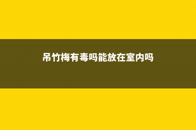 吊竹梅有毒吗，可以在室内养吗 (吊竹梅有毒吗能放在室内吗)