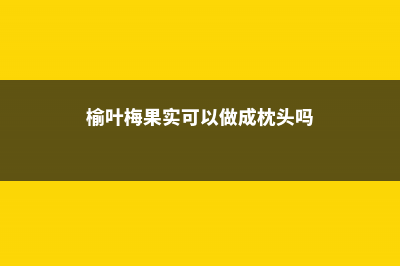 榆叶梅的果实可以吃吗 (榆叶梅果实可以做成枕头吗)