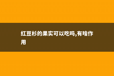 红豆杉的果实可以吃吗 (红豆杉的果实可以吃吗,有啥作用)