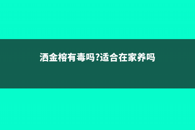 洒金榕有毒吗，可以放在室内吗 (洒金榕有毒吗?适合在家养吗)