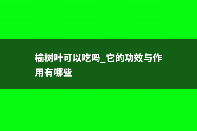 榆树叶可以吃吗 (榆树叶可以吃吗 它的功效与作用有哪些)