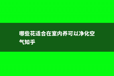 哪些花适合在室内养 (哪些花适合在室内养可以净化空气知乎)