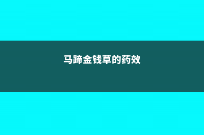 马蹄金与金钱草的药性区别 (马蹄金钱草的药效)