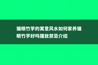 猫眼竹芋有毒吗 (猫眼竹芋的寓意风水如何家养猫眼竹芋好吗摆放禁忌介绍)