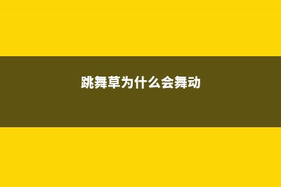 跳舞草为什么会跳舞 (跳舞草为什么会舞动)