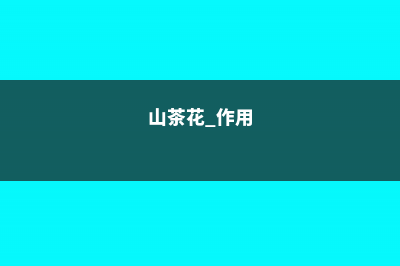 山茶花的作用与功效 (山茶花 作用)