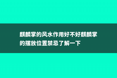 麒麟掌有什么风水作用 (麒麟掌的风水作用好不好麒麟掌的摆放位置禁忌了解一下)