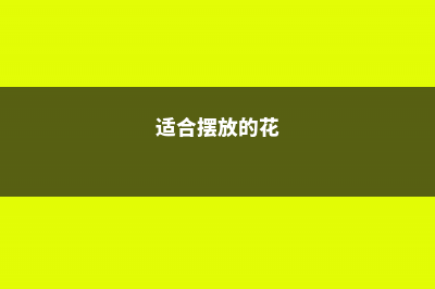 8款适合摆放在卧室的吸毒植物，让你越来越健康 (适合摆放的花)