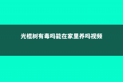 光棍树有毒吗 (光棍树有毒吗能在家里养吗视频)