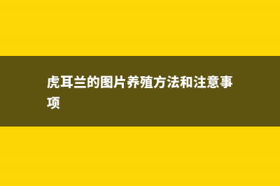 虎耳兰的功效及作用 (虎耳兰的图片养殖方法和注意事项)