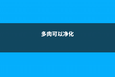 多肉植物能净化空气吗 (多肉可以净化)