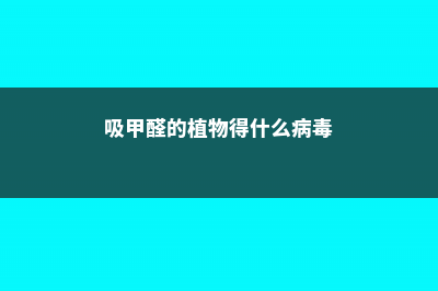 吸甲醛的植物得看这7种 (吸甲醛的植物得什么病毒)