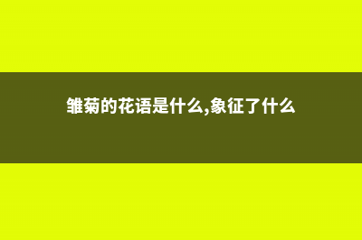 雏菊的花语及传说 – (雏菊的花语是什么,象征了什么?)