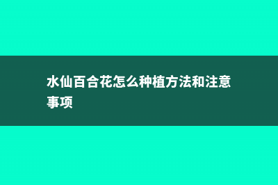 水仙百合插花欣赏 (水仙百合花怎么种植方法和注意事项)