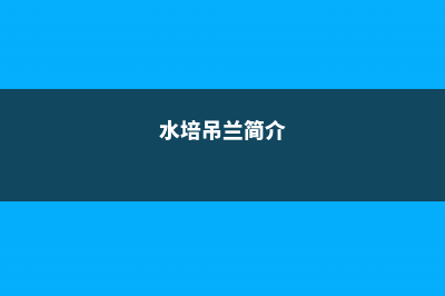 水培吊兰——双鱼座的守护神 (水培吊兰简介)