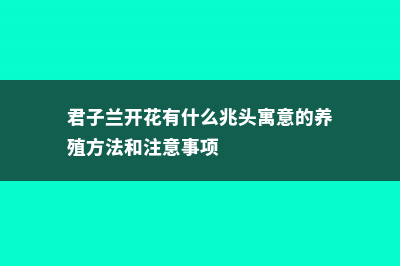 君子兰开花有什么兆头 (君子兰开花有什么兆头寓意的养殖方法和注意事项)