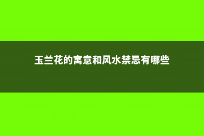 玉兰花的寓意和传说 (玉兰花的寓意和风水禁忌有哪些)