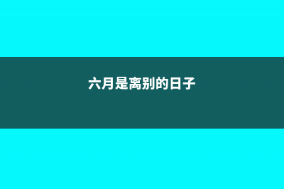 别离——六月菊的花诗花语 (六月是离别的日子)