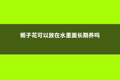 栀子花可以放在卧室吗 (栀子花可以放在水里面长期养吗)