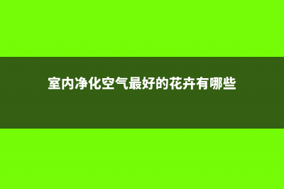 室内净化空气最佳23种植物 (室内净化空气最好的花卉有哪些)