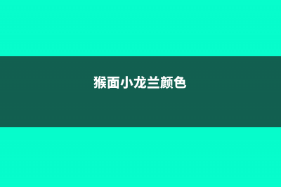 猴面小龙兰的主要价值 – (猴面小龙兰颜色)