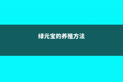 绿元宝的主要价值 (绿元宝的养殖方法)