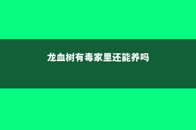 龙血树有毒吗可以家养吗 (龙血树有毒家里还能养吗)