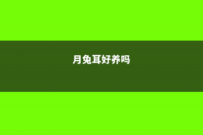 月兔耳有毒吗，能家养吗 (月兔耳好养吗)