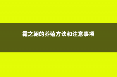 霜之朝的作用 (霜之朝的养殖方法和注意事项)