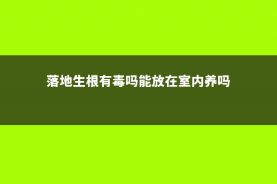 落地生根有毒吗 (落地生根有毒吗能放在室内养吗)