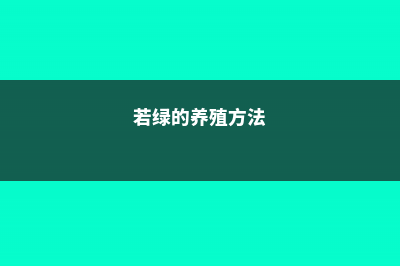 若绿有什么作用 (若绿的养殖方法)