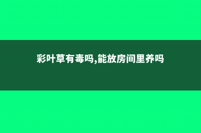 彩叶草有毒吗 (彩叶草有毒吗,能放房间里养吗)