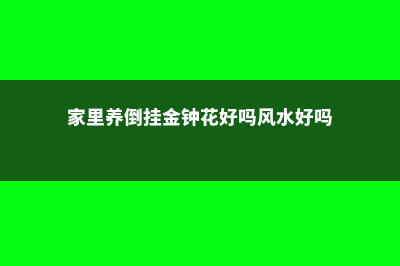 家里养倒挂金钟有什么好处 (家里养倒挂金钟花好吗风水好吗)