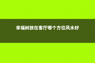 幸福树放在客厅好吗 (幸福树放在客厅哪个方位风水好)